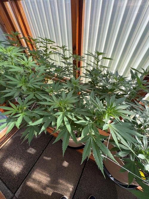 Purple Romulan - Summer 2026. Week 17 - Purple Romulan #2 - Day 114