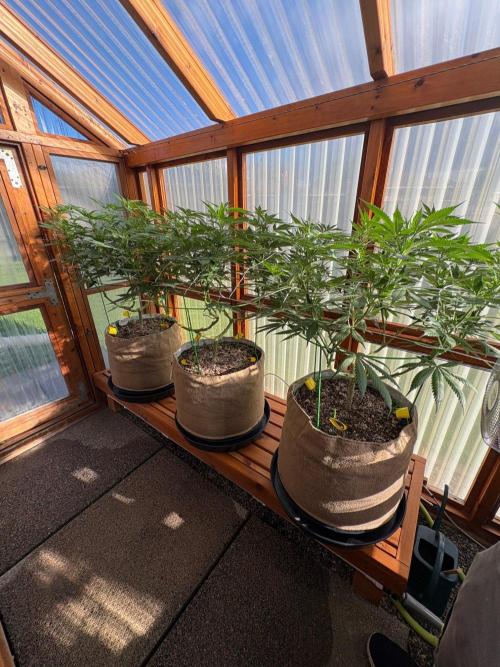 Purple Romulan - Summer 2026. Week 17 - Greenhouse Front Bench - Day 114