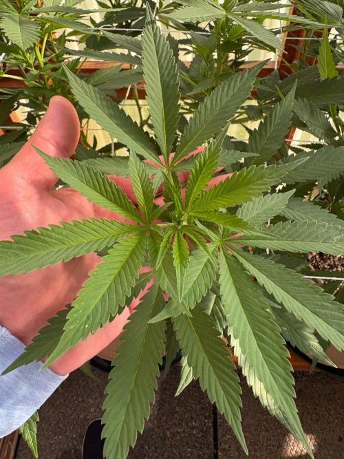 Purple Romulan - Summer 2026. Week 17 - Purple Romulan #2 - Day 114