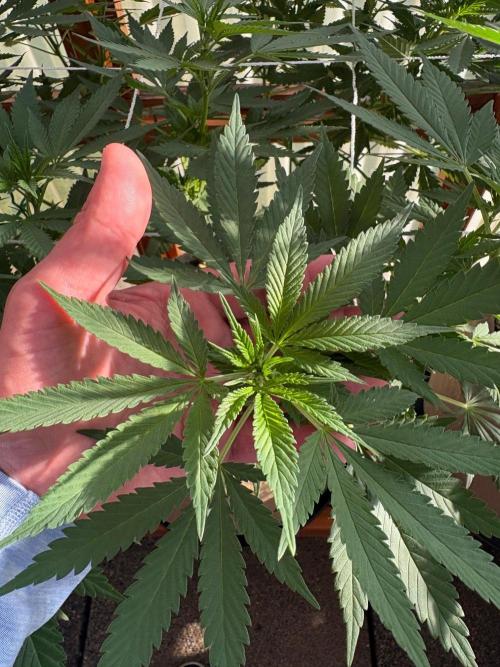 Purple Romulan - Summer 2026. Week 17 - Purple Romulan #1 - Day 114