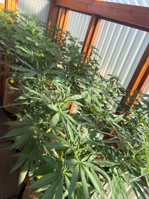 Purple Romulan - Summer 2026. Week 17 - Greenhouse Front Bench - Day 119