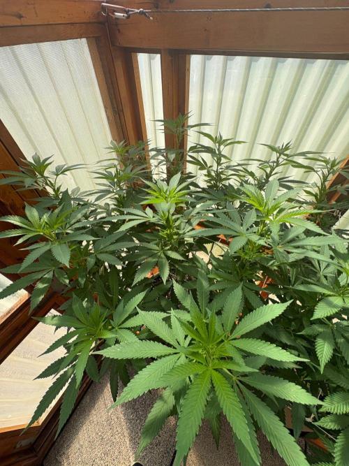 Purple Romulan - Summer 2026. Week 17 - Purple Romulan #1 - Day 119