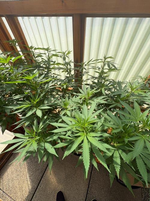 Purple Romulan - Summer 2026. Week 17 - Purple Romulan #2 - Day 119