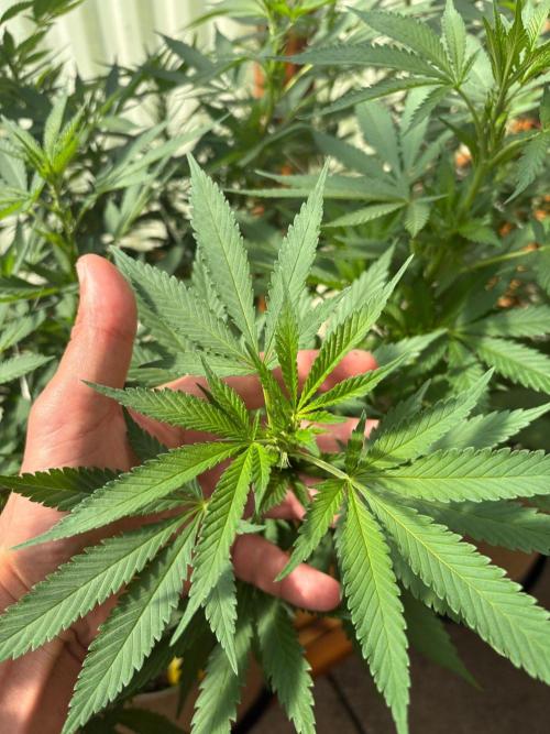 Purple Romulan - Summer 2026. Week 17 - Purple Romulan #2 - Day 119