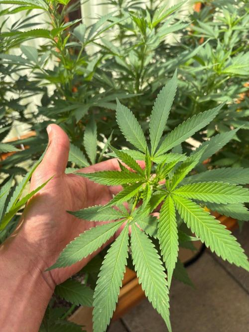 Purple Romulan - Summer 2026. Week 17 - Purple Romulan #1 - Day 119