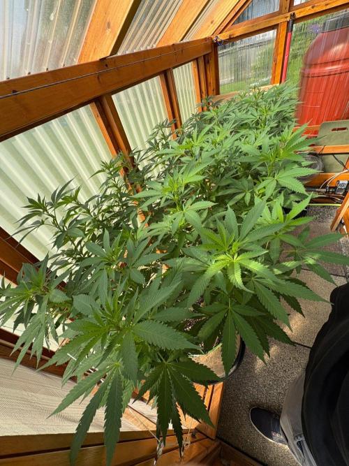 Purple Romulan - Summer 2026. Week 17 - Greenhouse Front Bench - Day 119