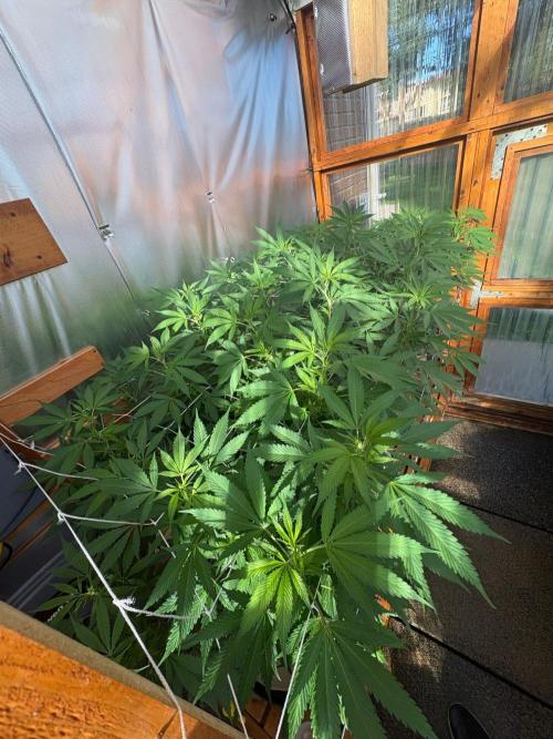 GrapeGod - Summer 2026. Week 18 - Greenhouse Back Bench - Day 121