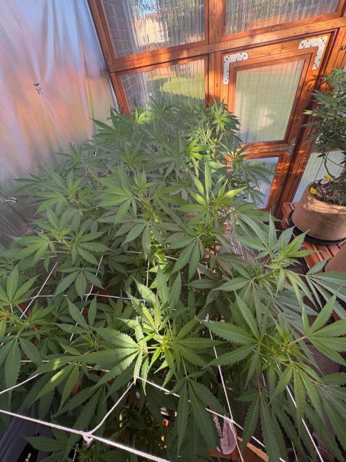 GrapeGod - Summer 2026. Week 18 - Greenhouse Back Bench Canopy - Day 121