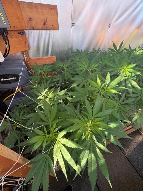 GrapeGod - Summer 2026. Week 18 - GrapeGod #1 - Day 121
