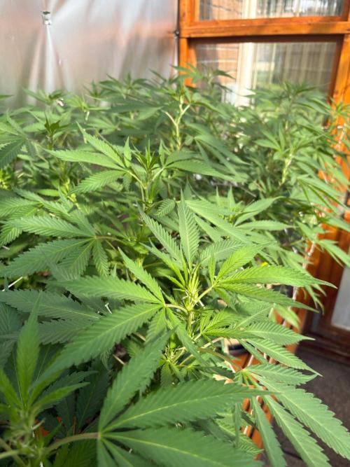 GrapeGod - Summer 2026. Week 18 - Greenhouse Back Bench - Day 123