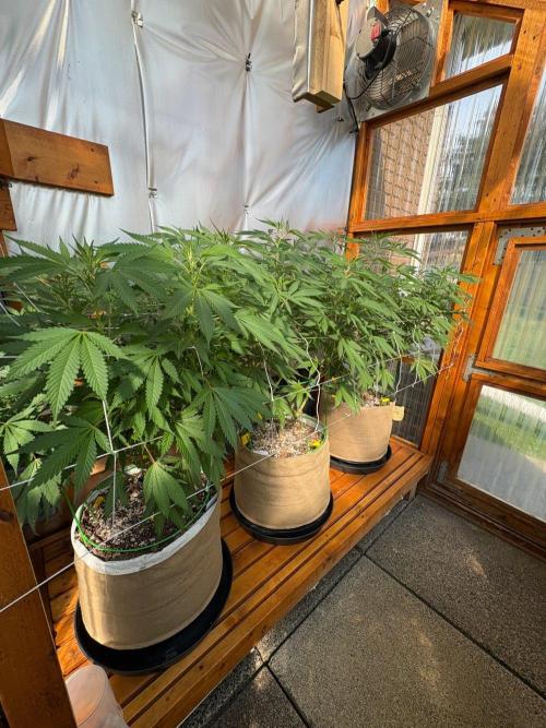 GrapeGod - Summer 2026. Week 18 - Greenhouse Back Bench - Day 123