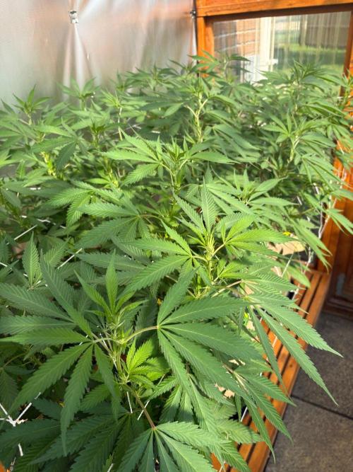 GrapeGod - Summer 2026. Week 18 - Greenhouse Back Bench Canopy - Day 126