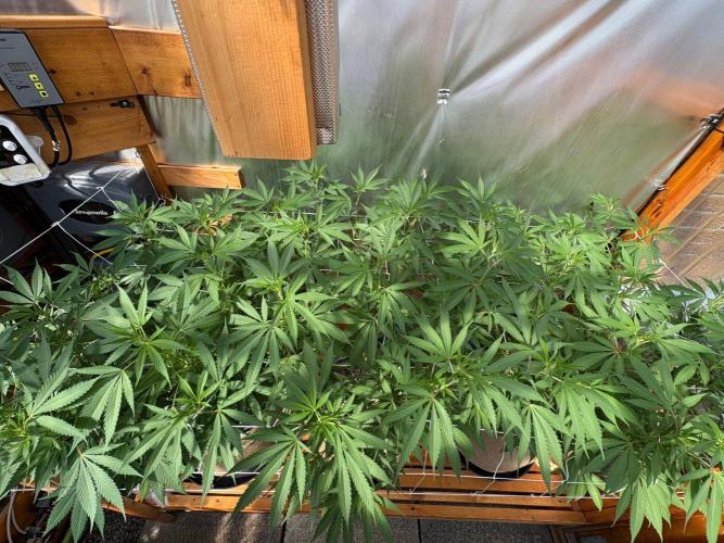 GrapeGod - Summer 2026. Week 18 - Greenhouse Back Bench Canopy - Day 126