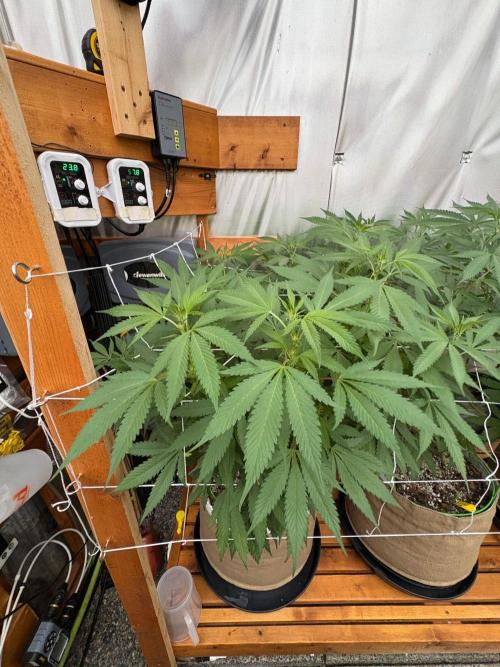 GrapeGod - Summer 2026. Week 18 - GrapeGod #1 - Day 126