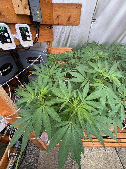 GrapeGod - Summer 2026. Week 18 - GrapeGod #1 - Day 126