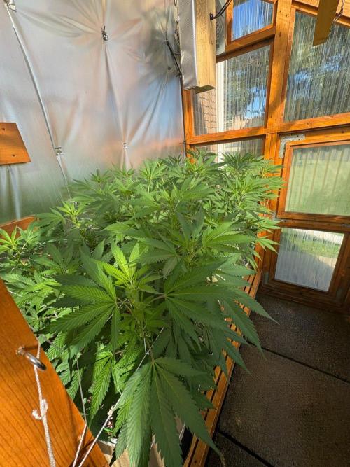 GrapeGod - Summer 2026. Week 18 - Greenhouse Back Bench - Day 126