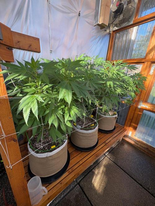 GrapeGod. Week 18