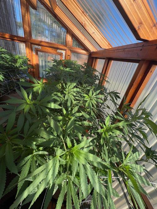 Purple Romulan - Summer 2026. Week 18 - Greenhouse Front Bench - Day 121