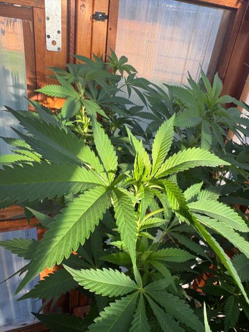 Purple Romulan - Summer 2026. Week 18 - Purple Romulan #1 - Day 121
