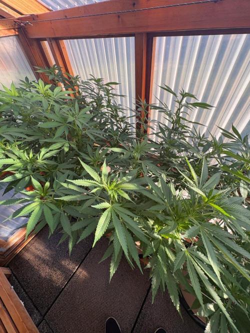 Purple Romulan - Summer 2026. Week 18 - Purple Romulan #2 - Day 121