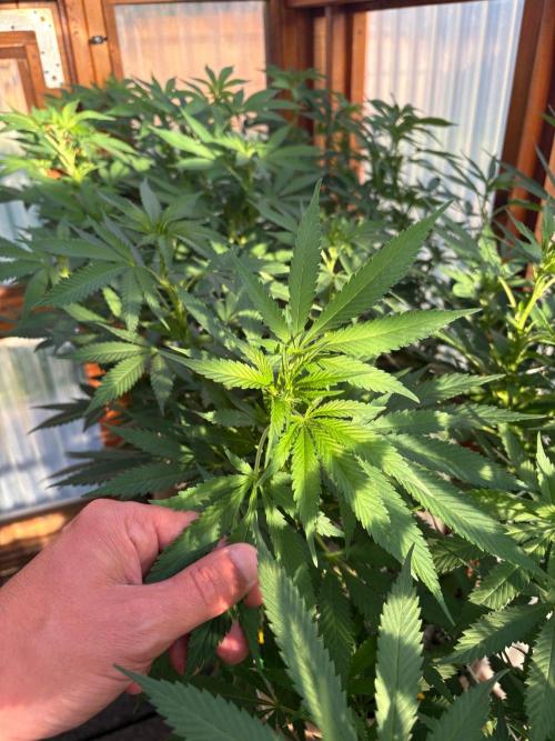 Purple Romulan - Summer 2026. Week 18 - Purple Romulan #2 - Day 121