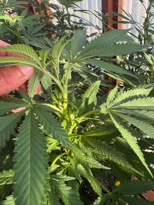 Purple Romulan - Summer 2026. Week 18 - Purple Romulan #2 - Day 121