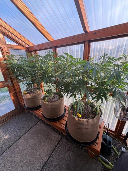 Purple Romulan - Summer 2026. Week 18 - Greenhouse Front Bench - Day 126