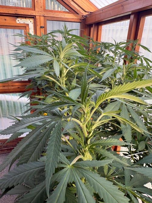 Purple Romulan - Summer 2026. Week 18 - Purple Romulan #2 - Day 126