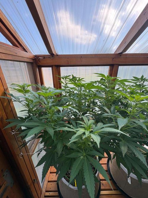 Purple Romulan - Summer 2026. Week 18 - Purple Romulan #1 - Day 126