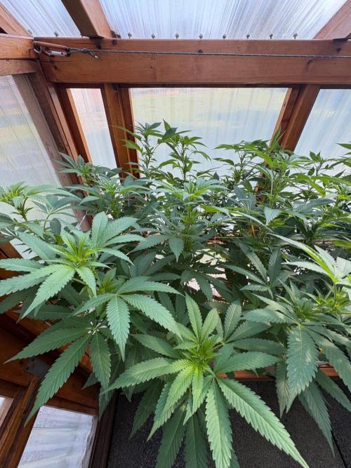 Purple Romulan - Summer 2026. Week 18 - Purple Romulan #1 - Day 126