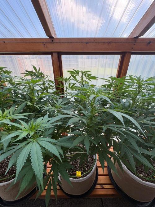 Purple Romulan - Summer 2026. Week 18 - Purple Romulan #2 - Day 126