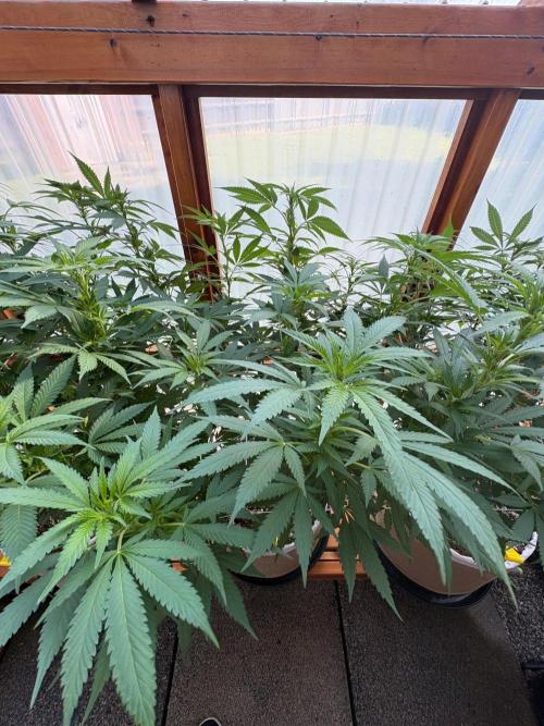 Purple Romulan - Summer 2026. Week 18 - Purple Romulan #2 -Day 126