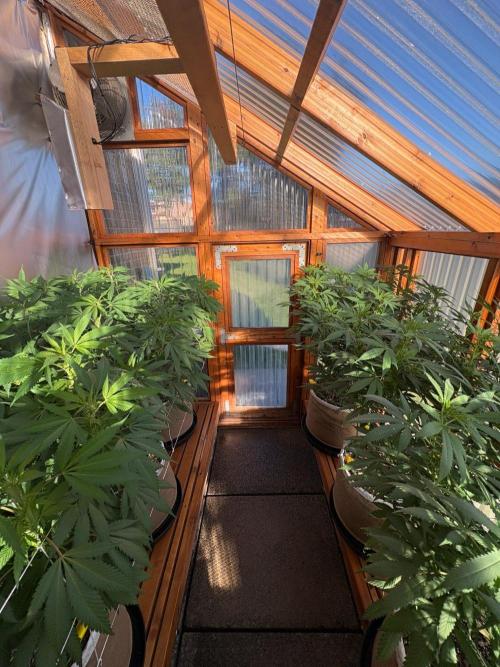 Purple Romulan - Summer 2026. Week 18 - Greenhouse - Day 126
