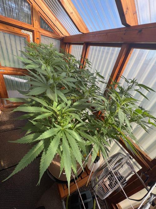 Blue Dynamite - Summer 2026. Week 18 - Greenhouse Front Bench Canopy - Day 121