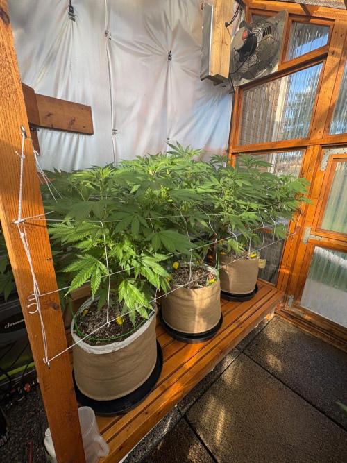 Blue Dynamite - Summer 2026. Week 18 - Greenhouse Back Bench - Day 121