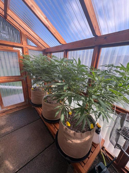 Blue Dynamite - Summer 2026. Week 18 - Greenhouse Front Bench - Day 121