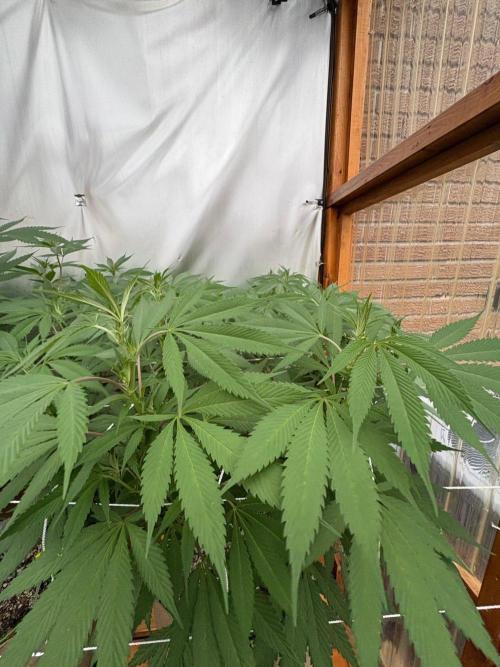 Blue Dynamite - Summer 2026. Week 18 - Blue Dynamite #1 - Day 123