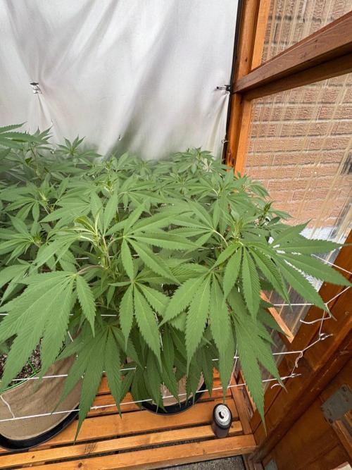 Blue Dynamite - Summer 2026. Week 18 - Blue Dynamite #1 - Day 123