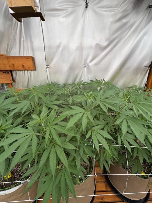 Blue Dynamite - Summer 2026. Week 18 - Blue Dynamite #2 - Day 123