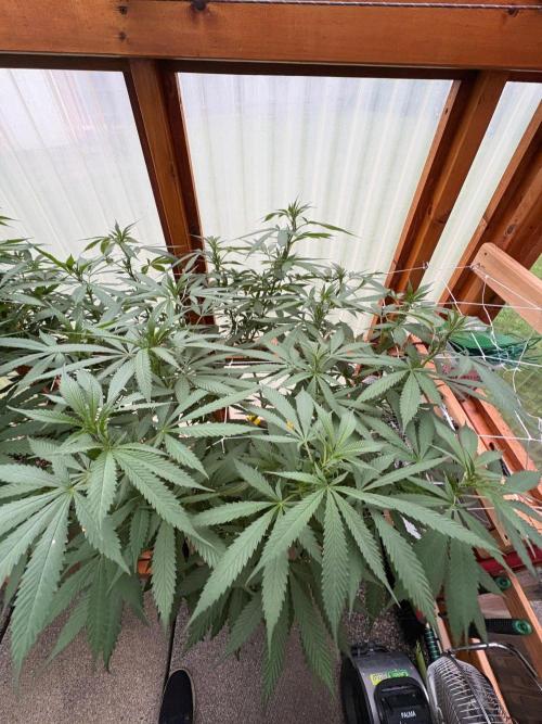 Blue Dynamite - Summer 2026. Week 18 - Blue Dynamite #3 - Day 123