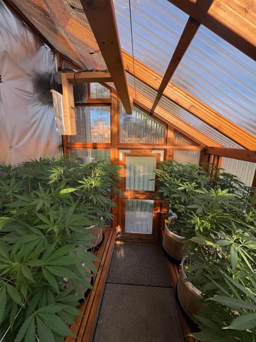 GrapeGod - Summer 2026. Week 19 - Greenhouse - Day 128