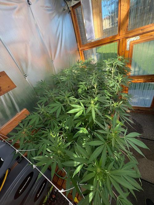 GrapeGod - Summer 2026. Week 19 - Greenhouse Back Bench - Day 129