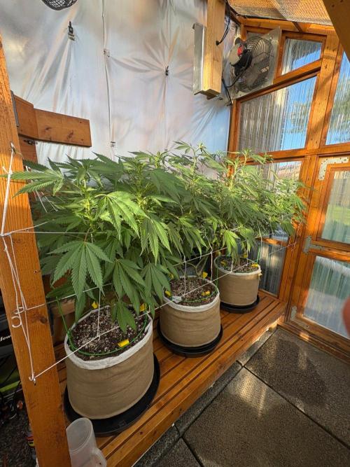 GrapeGod - Summer 2026. Week 19 - Greenhouse Back Bench - Day 129