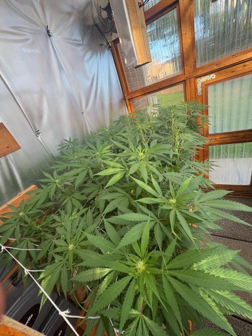 GrapeGod - Summer 2026. Week 19 - Greenhouse Back Bench - Day 133