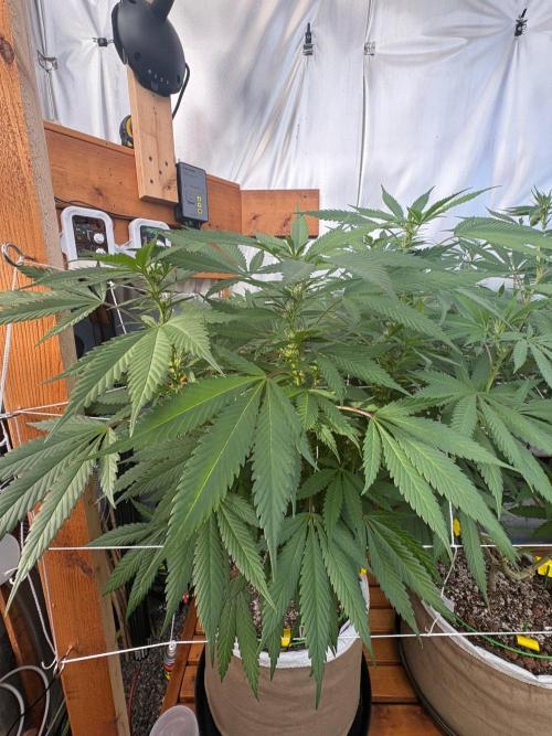 GrapeGod - Summer 2026. Week 19 - GrapeGod #1 - Day 133