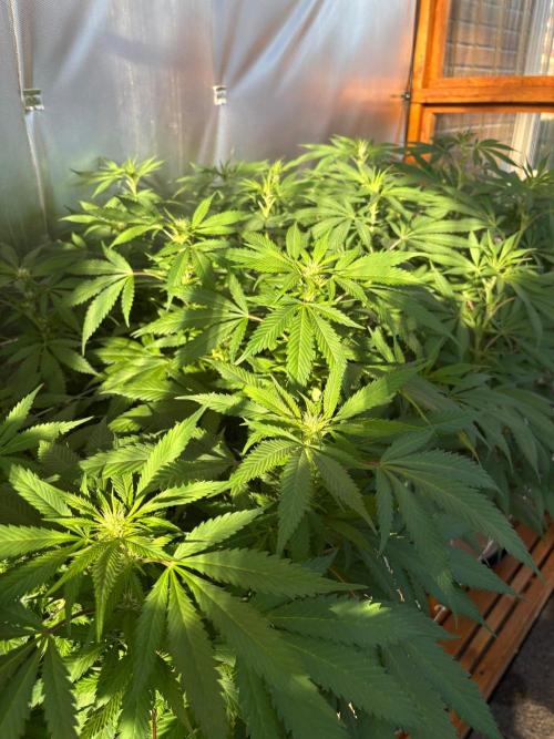 GrapeGod - Summer 2026. Week 19 - Greenhouse Back Bench - Day 133