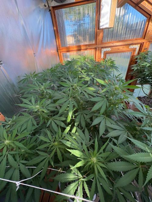 GrapeGod - Summer 2026. Week 19 - Greenhouse Back Bench - Day 133