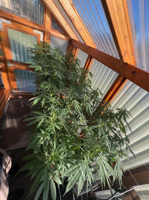 Purple Romulan - Summer 2026. Week 19 - Greenhouse Front Bench - Day 128