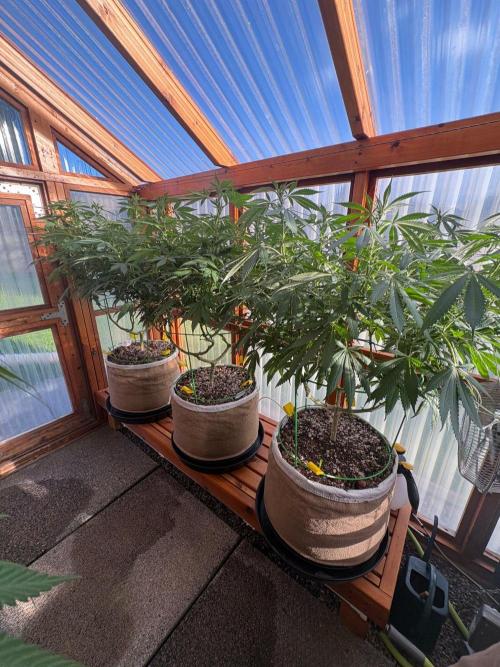 Purple Romulan - Summer 2026. Week 19 - Greenhouse Front Bench - Day 128