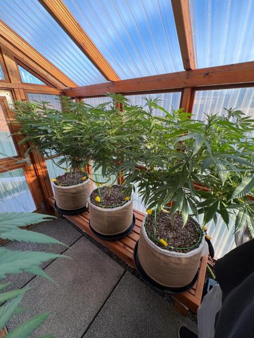 Purple Romulan - Summer 2026. Week 19 - Greenhouse Front Bench - day 132